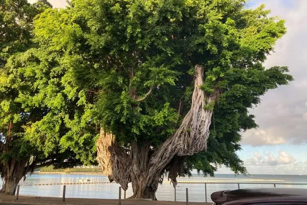 Nouméa pleure son géant vert