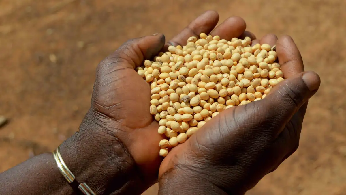 Bénin : 100 M€ de l'UE pour moderniser les filières coton, soja et cajou