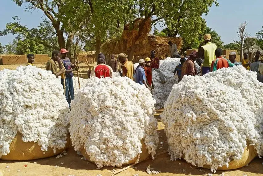 Mali : objectif cotonnier 2026-2027 sous haute tension