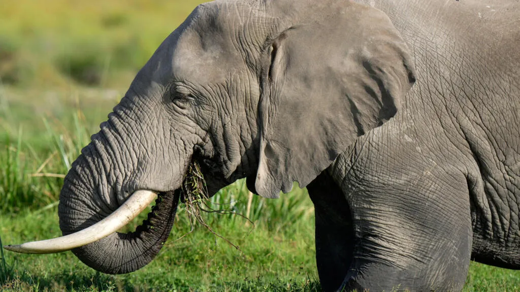 15 éléphants morts en un mois au Kenya : l'empoisonnement en cause ?