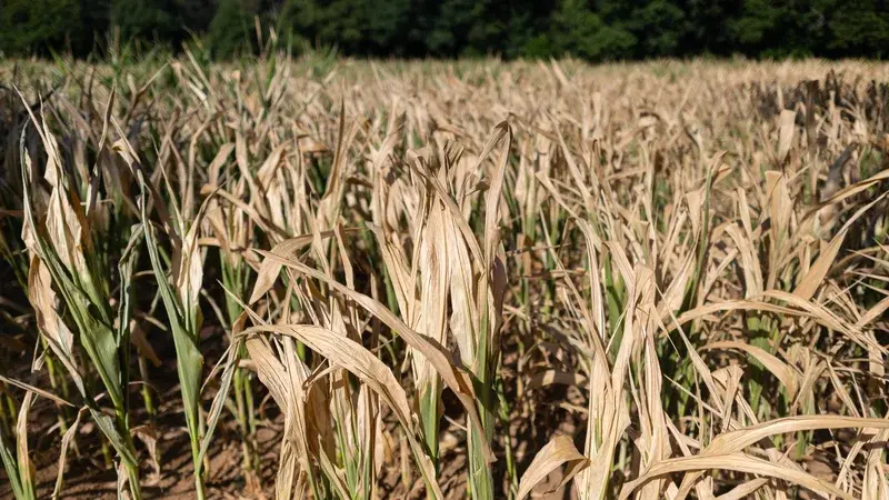 L'assurance paramétrique face au défi climatique : rapidité d'indemnisation contre coûts élevés