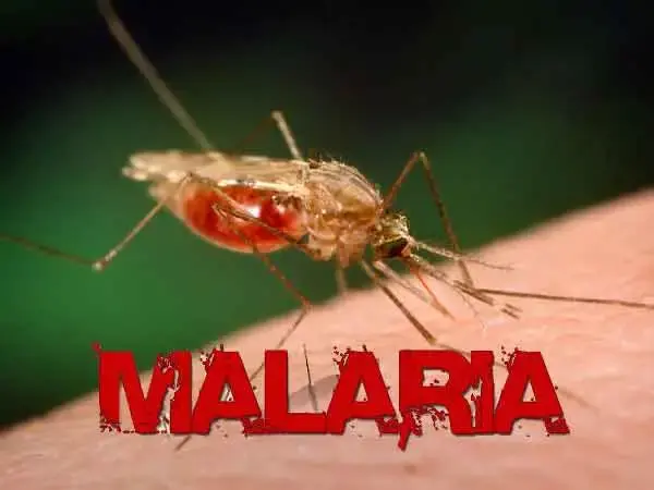 Le décès de deux employés à l'aéroport de Francfort relance le débat sur la malaria aéroportuaire