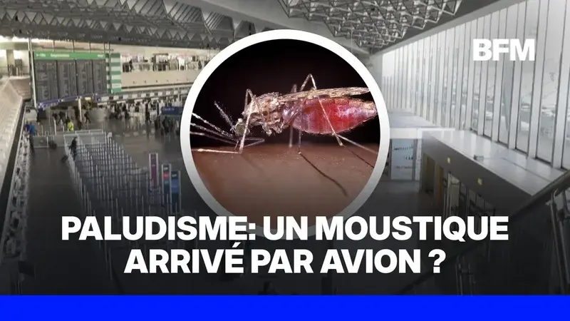 Le décès de deux employés de l'aéroport de Francfort par paludisme soulève des questions sur la sécurité sanitaire