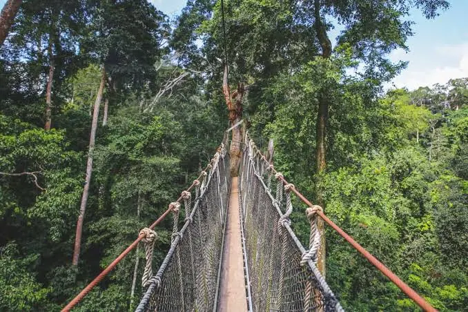 Le meurtre d'un garde forestier au parc national de Kakum relance le débat sur la sécurité des agents de protection de la faune