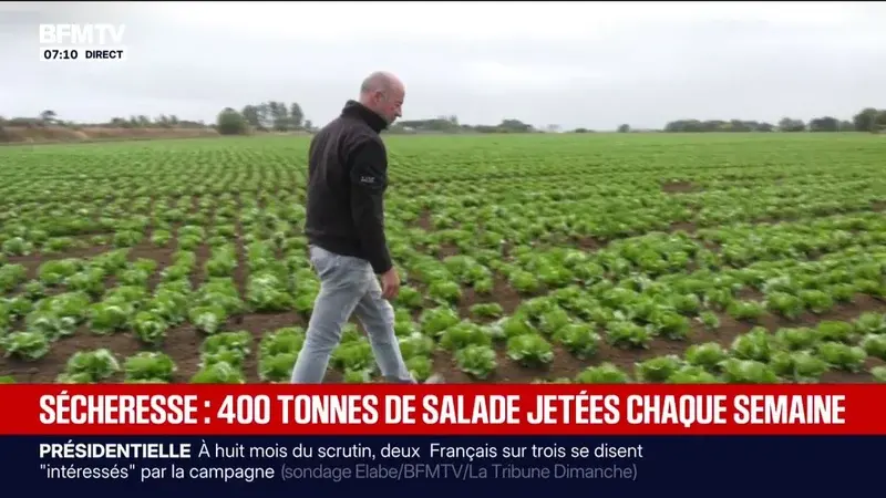 La sécheresse impose des pertes massives aux producteurs de salades malgré la stabilité des prix annoncée