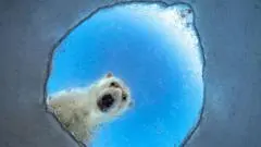 Le concours Wildlife Photographer of the Year 2026 révèle des clichés saisissants sur la biodiversité mondiale