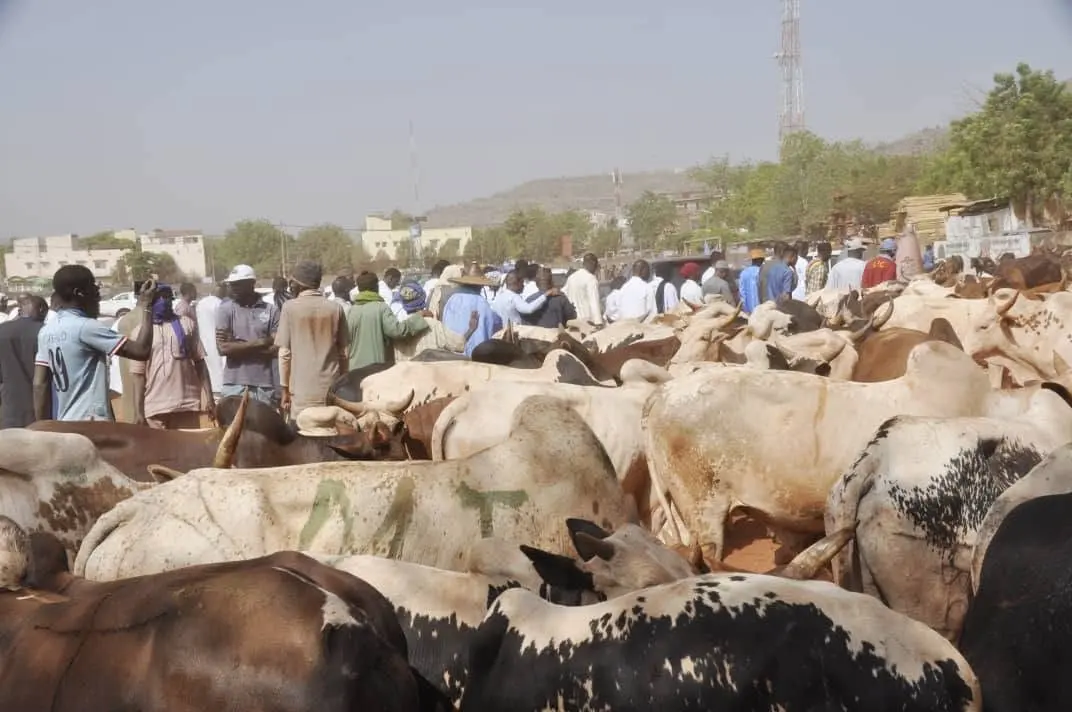 La filière bétail-viande au Mali face au défi de la sécurité et de l'approvisionnement