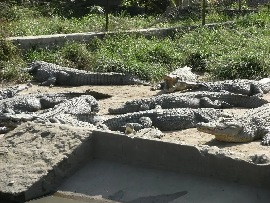 La ferme aux crocodiles de Djibélor : un modèle de conservation entre passion et viabilité économique