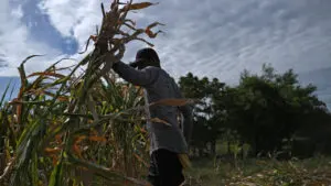 El Niño : le Salvador et le Panama en état d'urgence, l'Afrique redoutent des effets dévastateurs