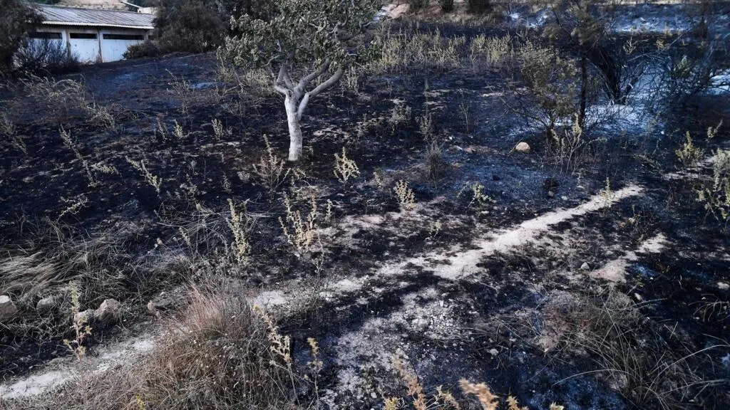 L'Algérie mobilise ses secours face à une série d'incendies meurtriers dans le nord-est du pays