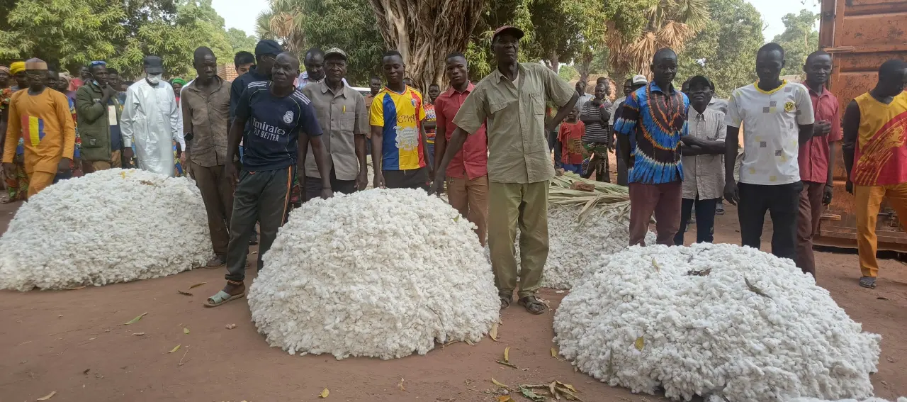 Baisse historique de la production cotonnière en Afrique francophone : -14% en un an