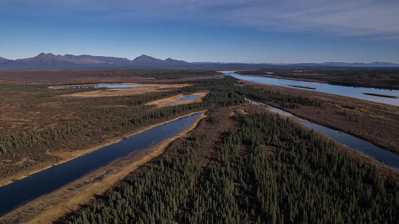 L'Arctique se transforme : l'arbustification de la toundra accélère le réchauffement climatique
