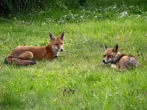 La France autorise la chasse de 1,7 million d'animaux par an : les associations écologistes contre-attaquent