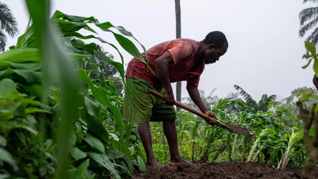 La RDC, un géant agricole endormi : 80 millions d’hectares sous-exploités menacent la sécurité alimentaire africaine