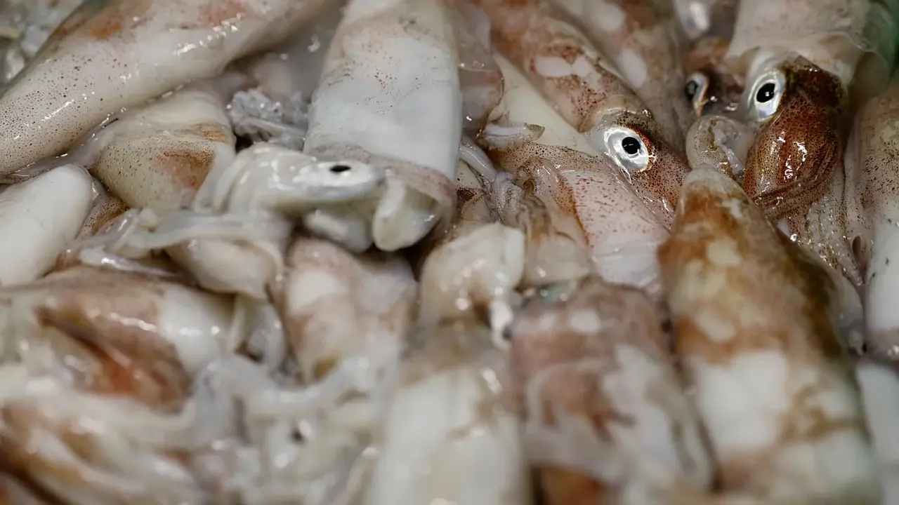 La mer du Nord se réchauffe : les calmars, nouveaux maîtres des eaux et enjeux pour la pêche