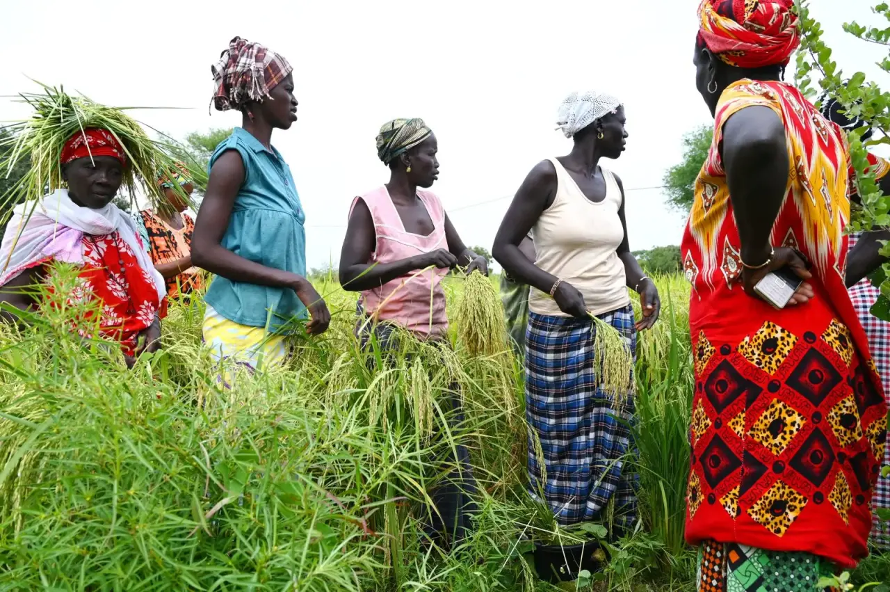 Au Sénégal, les femmes génèrent 458 milliards de Fcfa dans l'agriculture mais restent marginalisées