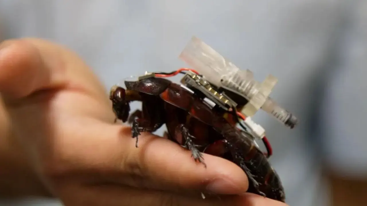 Des insectes cyborgs pourraient bientôt assister les équipes de secours dans les zones sinistrées