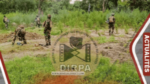 L'armée sénégalaise démantèle sept champs de chanvre indien à Bignona dans le cadre d'une opération de sécurisation
