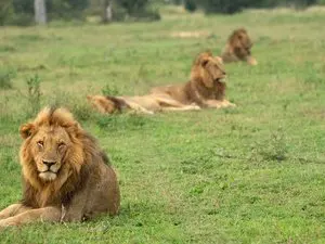 La mort par empoisonnement de dix lions dans le parc de Ngorongoro soulève des inquiétudes sur la gestion des aires protégées en Tanzanie