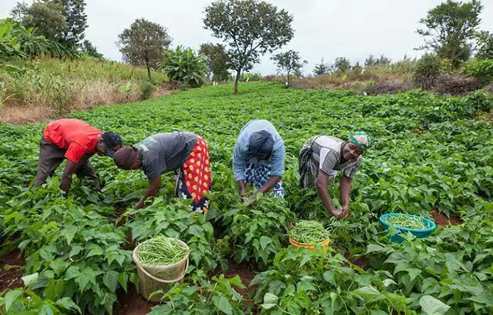 Nigeria doit transformer ses produits agricoles pour relancer les exportations et créer des emplois, selon les acteurs du secteur