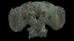 Une cartographie du cerveau de la mouche mâle révèle comment de minuscules différences de connexion influencent le comportement