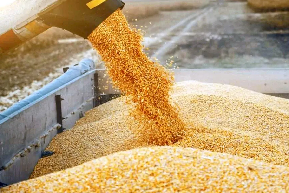 L'économie marocaine portée par une récolte céréalière record et une dynamique de l'emploi en 2026