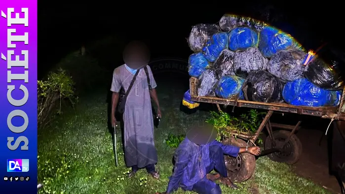 Mbodiène : 427 kg de chanvre indien saisis, un convoyeur armé d'une machette arrêté