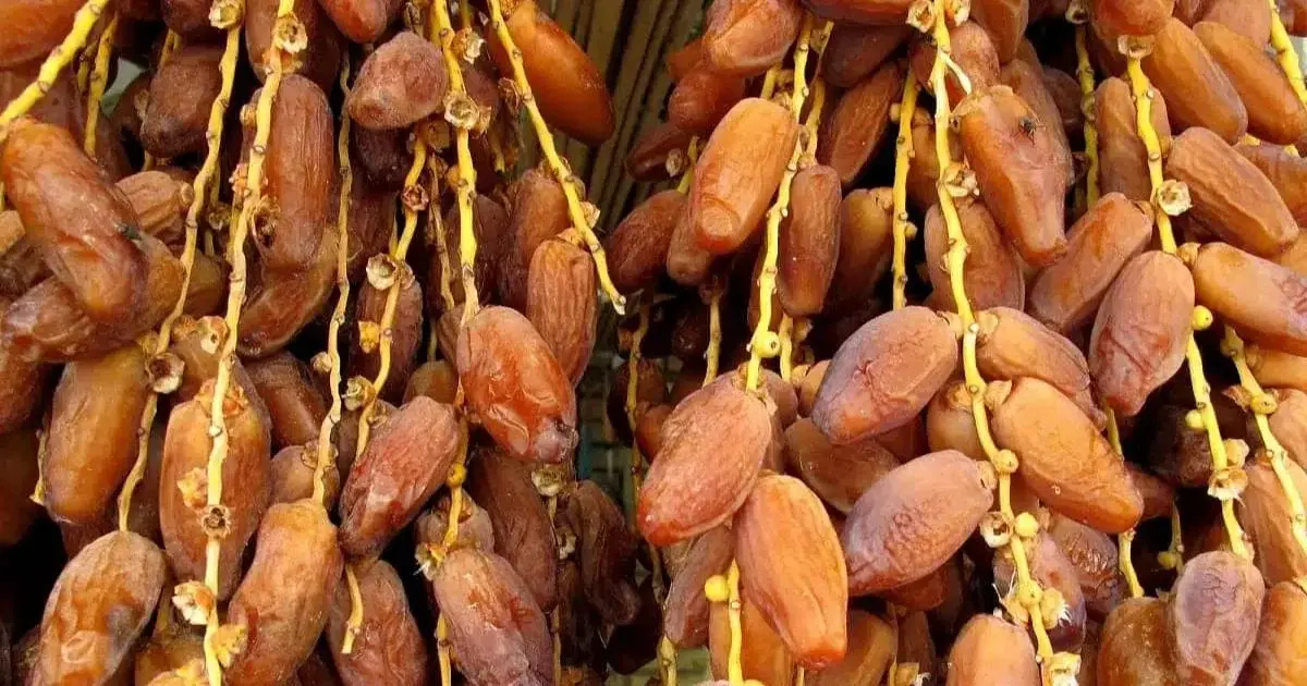 L'Algérie s'impose comme premier exportateur africain de dattes avec 185 000 tonnes écoulées en 2025
