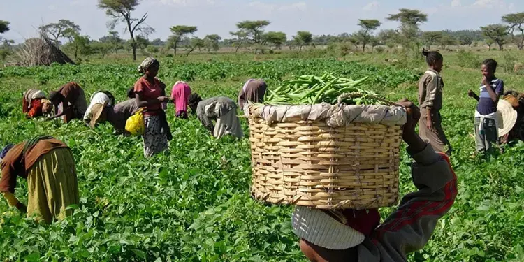 Le secteur agricole nigérian peine à adopter l'assurance malgré une offre croissante