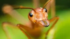 L'intelligence collective des insectes : des modèles biologiques pour optimiser nos prises de décision