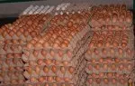 À Ouagadougou, le plafonnement du prix de l'œuf à 100 FCFA fragilise la chaîne de distribution