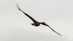L’aigle « Kinky » défie les pronostics et survole à nouveau l’Écosse malgré son aile brisée