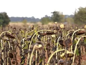 La France enregistre des températures records en septembre après un été marqué par 53 jours de canicule