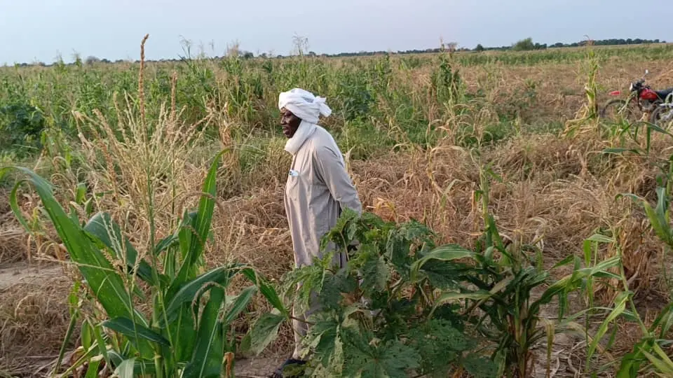 Sécheresse à Salamat : la pénurie de pluies menace la production de maïs et la sécurité alimentaire du sud‑est du Tchad