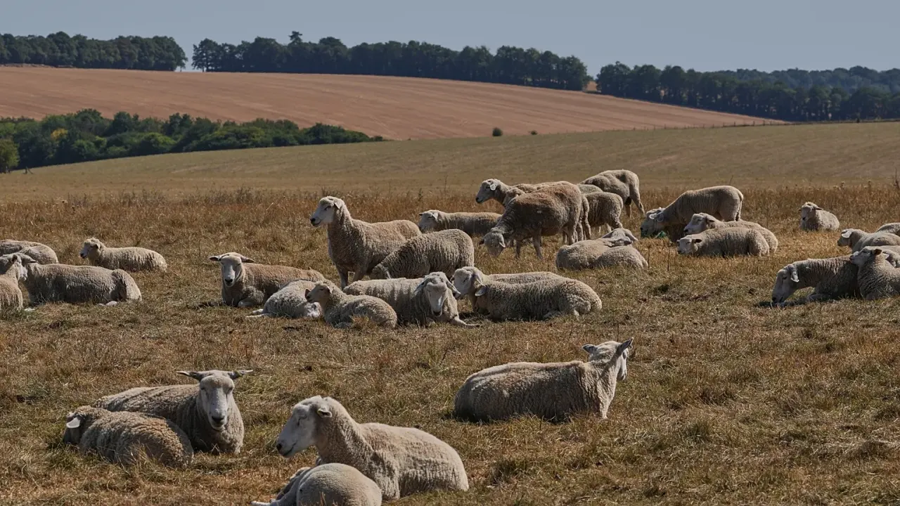 L'ADN de parchemins médiévaux révèle que la clavelée ovine sévit depuis 3 700 ans
