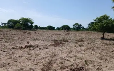 Atelier à Doba : les organisations paysannes du Logone Oriental définissent les priorités des chaînes de valeur agricoles