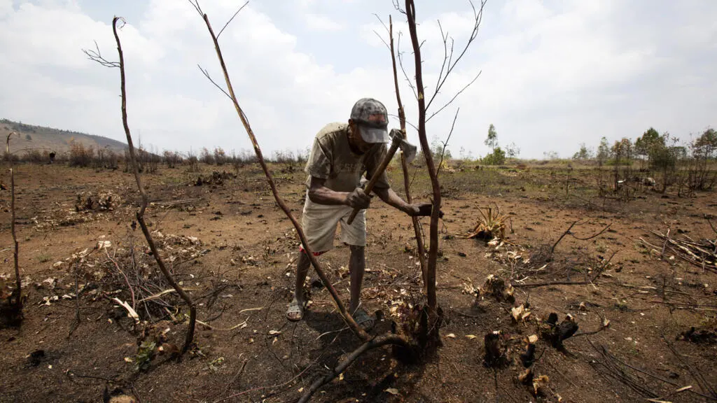 Ninety Malagasy NGOs call for stronger action against forest fires and illegal resource trafficking