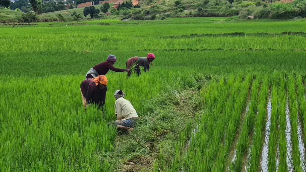 La recherche chinoise lève un verrou génétique majeur pour hybrider le riz africain et asiatique
