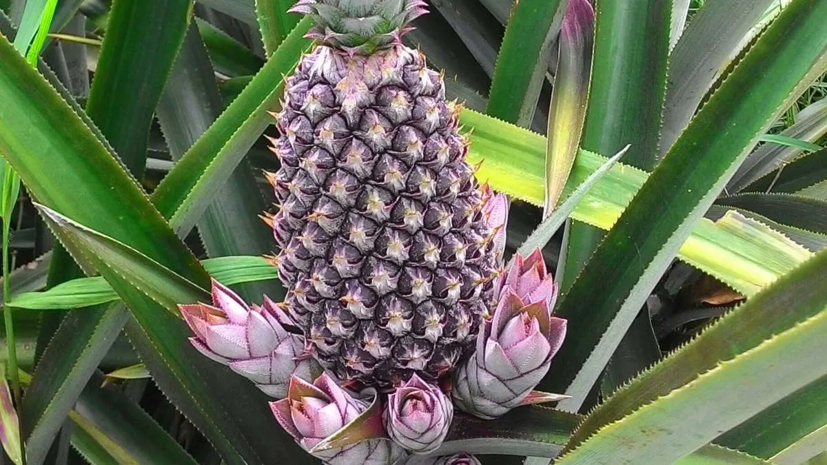 Le Bénin ambitionne d'exporter ses ananas vers la Chine d'ici fin 2026 pour diversifier son économie agricole