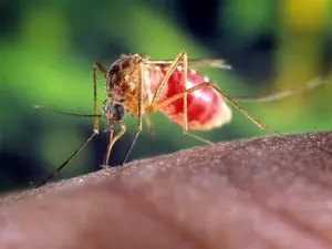 La recrudescence du virus du Nil occidental en France soulève des questions sur la surveillance sanitaire