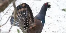 Protection renforcée pour le lagopède alpin et le grand tétras en France : un pas vers la conservation de la biodiversité en montagne