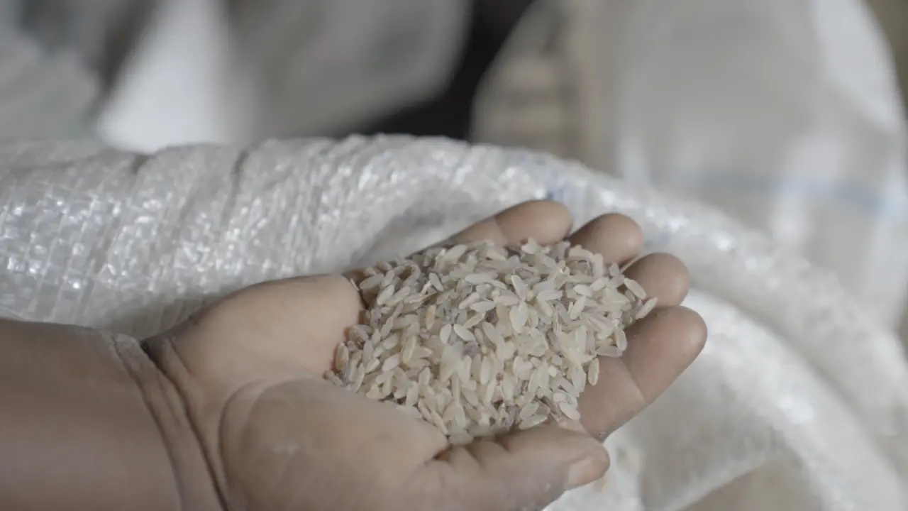 Au Nigeria, le dérèglement climatique fragilise la filière du riz Ofada dans l'État d'Ekiti