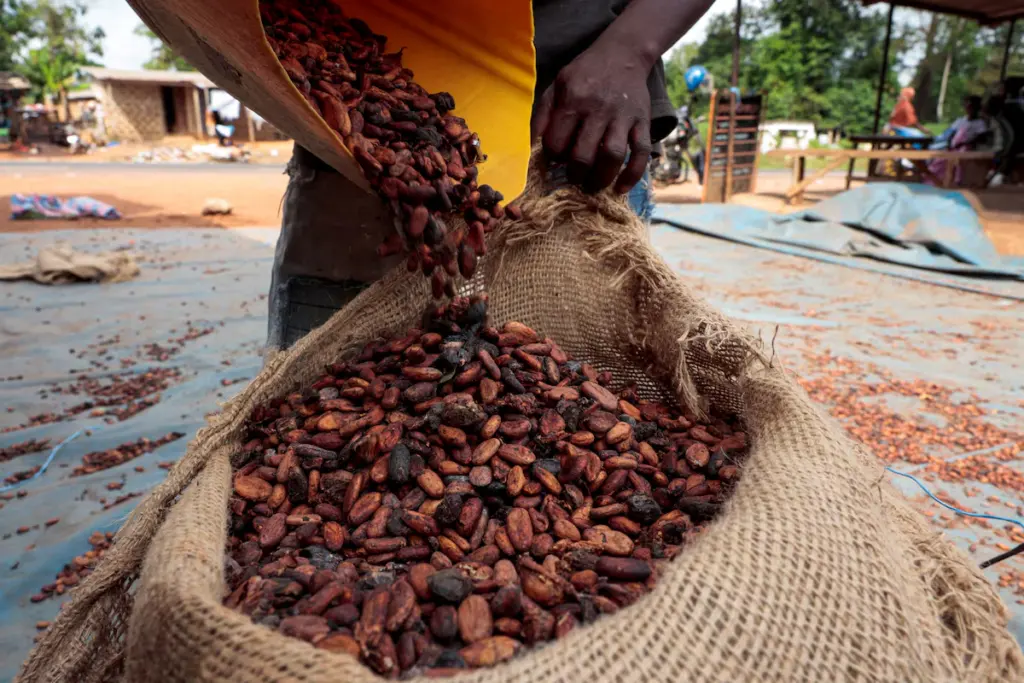 Le COCOBOD lance un plan de financement domestique de 1,4 milliard de dollars pour sécuriser les achats de cacao de la prochaine saison au Ghana