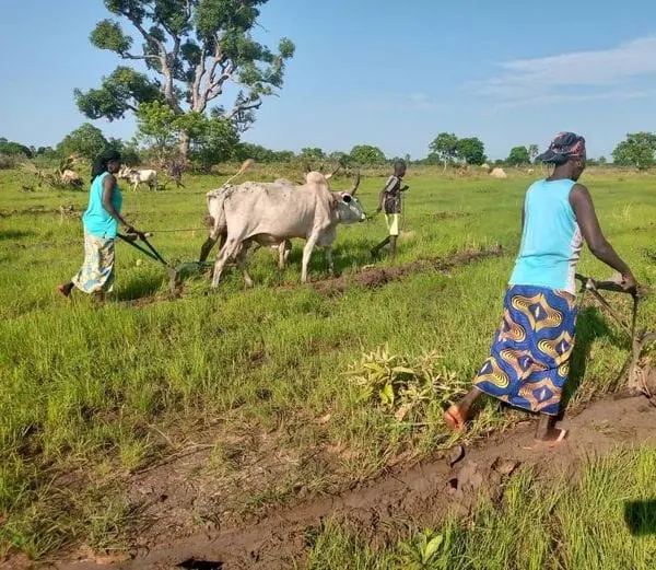 Le Tchad face à une crise foncière et sécuritaire exacerbée par le dérèglement climatique