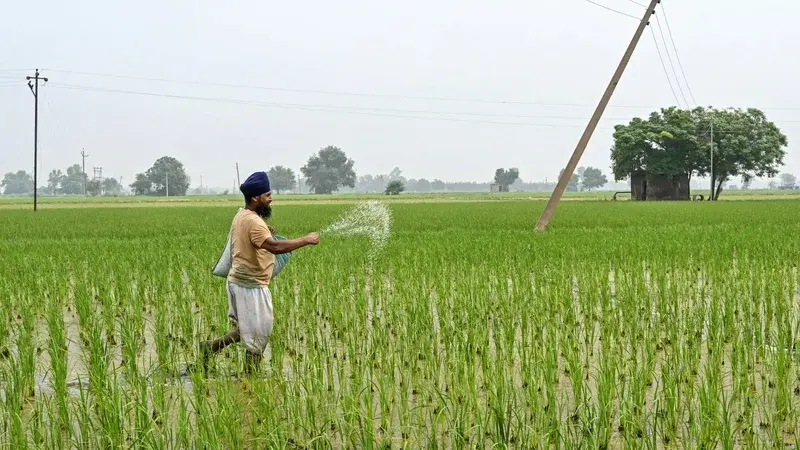 La baisse historique de la production rizicole indienne menace de faire flamber les cours mondiaux