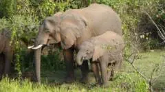 Au Kenya, des chercheurs étudient les capacités d'automédication des éléphants du mont Elgon