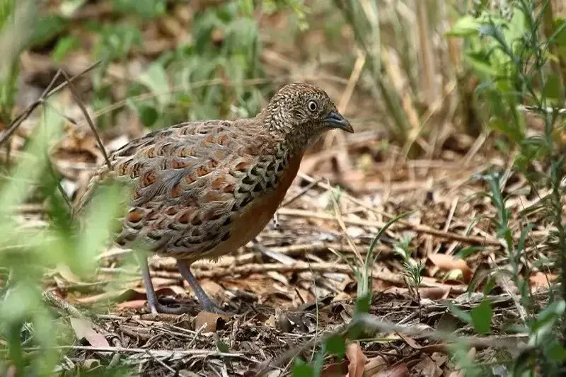 Le Maroc déploie un programme de conservation inédit pour sauver le Turnix d’Andalousie
