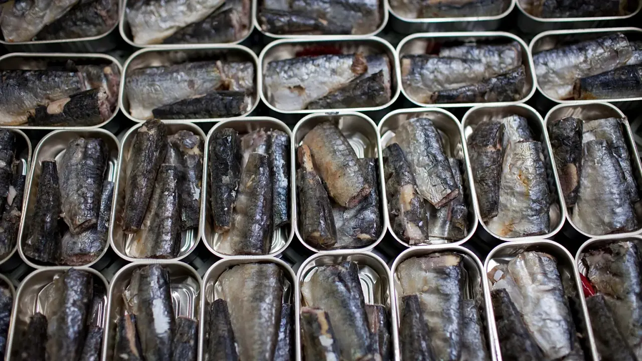 La frénésie mondiale pour la sardine : entre promesses nutritionnelles et crise de la ressource halieutique