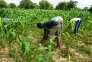 Saison des pluies au Sénégal : retour attendu des précipitations sur le Sud et le Centre début septembre