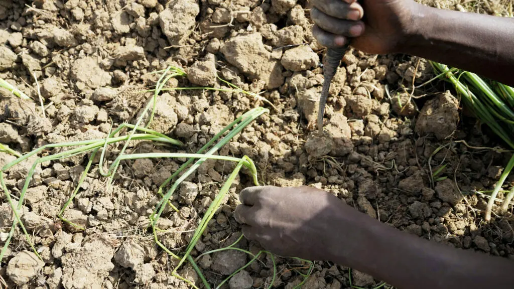 Le conflit commercial sur l'oignon entre le Nigeria et le Ghana souligne les fragilités du libre-échange régional